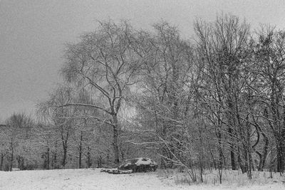Full frame shot of trees