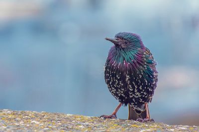 Close-up of bird perching