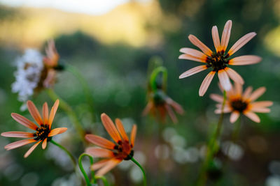 Close-up of orange flowering plants