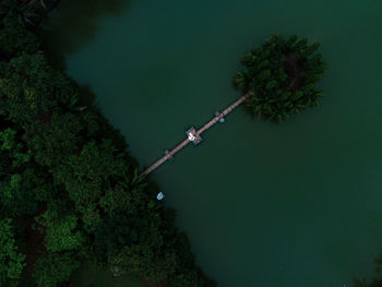 High angle view of plants growing outdoors