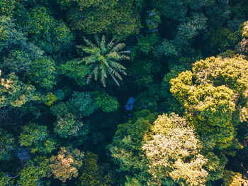 High angle view of plants growing by sea