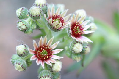 Close-up of succulent plant