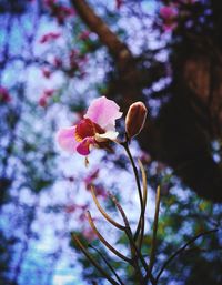 Close-up of pink cherry blossoms in spring