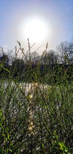 Plants and trees on field against sky