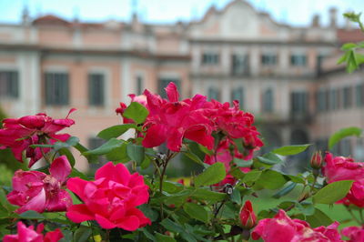 Close-up of pink flowering plant against building