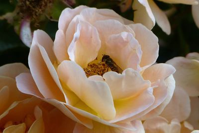 Close-up of rose blooming