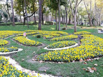 Yellow flowers on tree