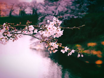 Close-up of pink cherry blossoms in spring