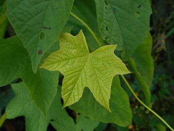 High angle view of leaves on plant