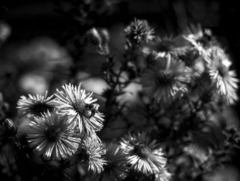 Close-up of flowers blooming outdoors