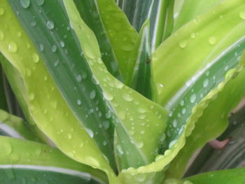 Close-up of raindrops on leaves