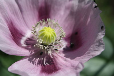 Close-up of pink flower