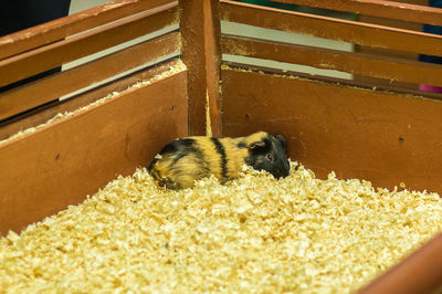 Guinea pig on wooden shavings in crate