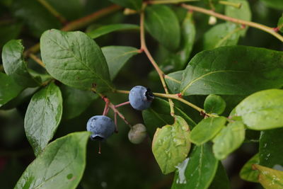 Close-up of fruits growing on plant