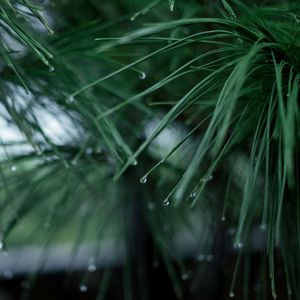 Close-up of wet plant