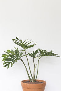 Close-up of plant against white background