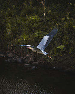 View of a bird flying