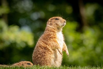 Close-up of squirrel on rock