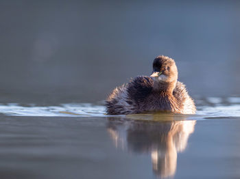 Duck swimming in a lake