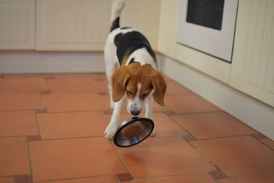 Cute beagle dog looking at empty dog bowl. hungry beagle dog and flying bowl.