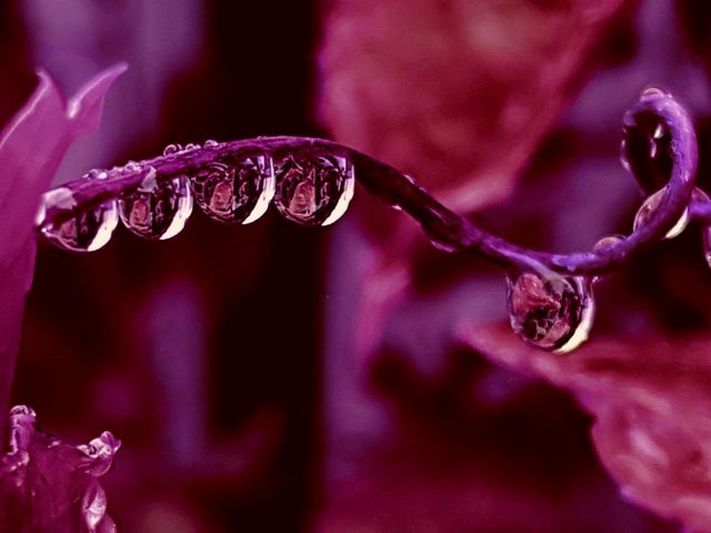 Close Up Of Wet Purple Flower Id 120050477