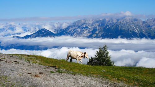 View of a horse on mountain against sky