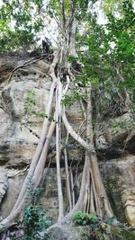 Low angle view of trees in forest