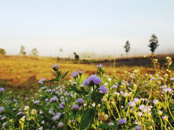 Close-up of purple flowering plants on field against sky