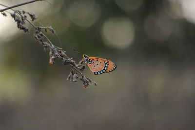 Close-up of butterfly on flower