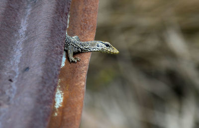Clouded monitor at a top of the roof on blurred background 