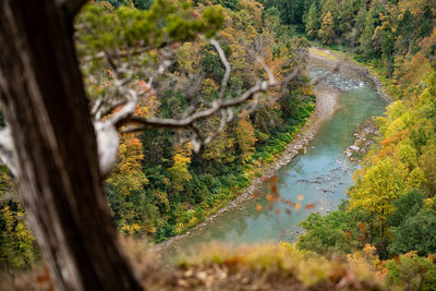 High angle view of stream amidst trees in forest