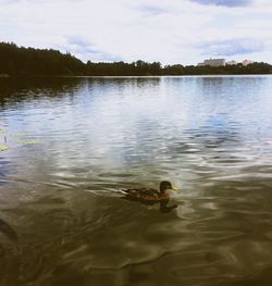 View of duck swimming in lake