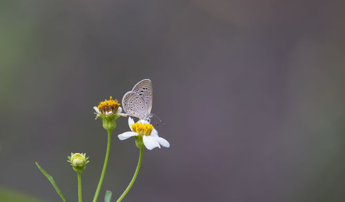 Close-up of butterfly pollinating on flower