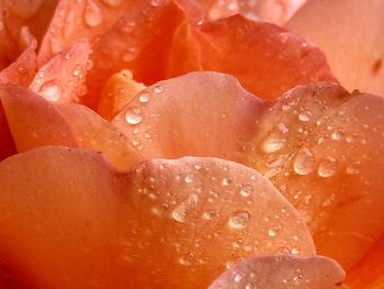 Full frame shot of wet rose