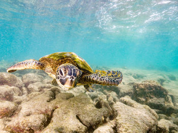 Close-up of turtle