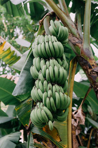 Close-up of fruits growing on tree