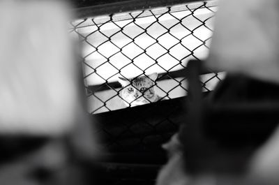 Close-up of dog against chainlink fence