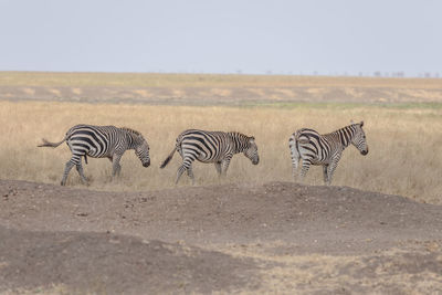 Zebra crossing in a field