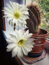 Close-up of white flower