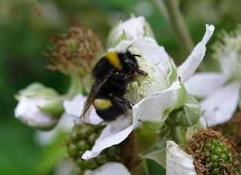 Close-up of bee pollinating on flower