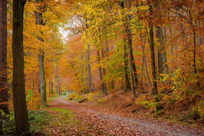 Trees in forest during autumn