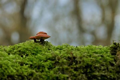 Close-up of mushroom growing on land