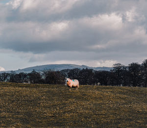 Lone sheep on a field