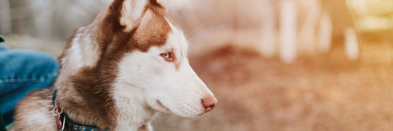 Husky siberian dog. portrait white brown animal pet people in autumn rustic and countryside forest