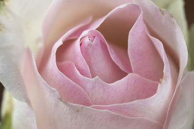 Close-up of pink rose