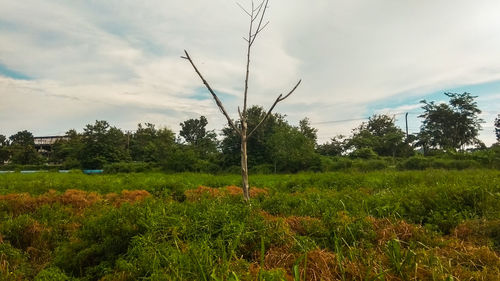 Trees on field against sky