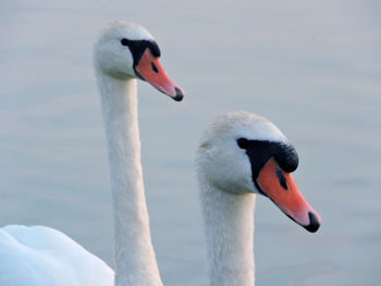 Close-up of swan in lake