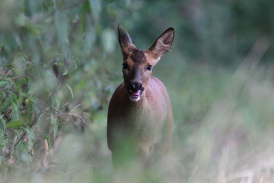 Portrait of deer standing amidst plants in forest