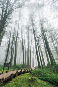 Trees in forest