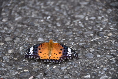 High angle view of butterfly